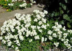 Arabis caucasica White / Ikravirág fehér